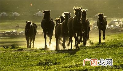 为什么海尔赛马不相马,海尔组织文化内容的优劣?
