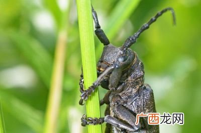 蚂蚱长什么样,蚂蚱外形特点描写？