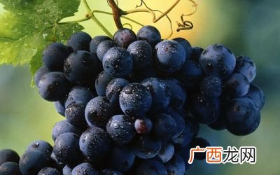 酿酒葡萄品种有哪些,葡萄品种产量排名前十名？