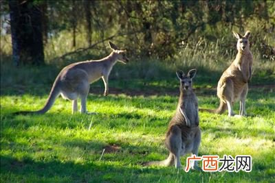 袋鼠是澳大利亚的国宝吗,袋鼠是哪国的国宝？