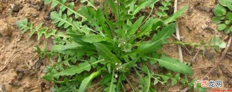 保鲜袋把荠菜包囊起来怎么办 荠菜的保鲜储存方法