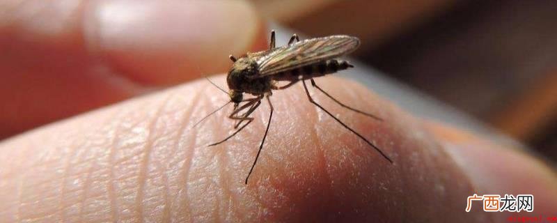 12月蚊子缘故是蚊子寻找一个温度温暖的地区 为什么12月还有蚊子