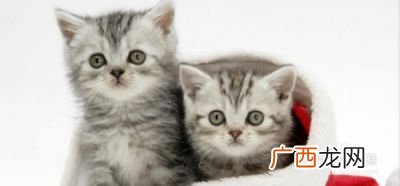 猫咪一直叫是什么原因,小猫肚子咕咕叫是怎么回事？
