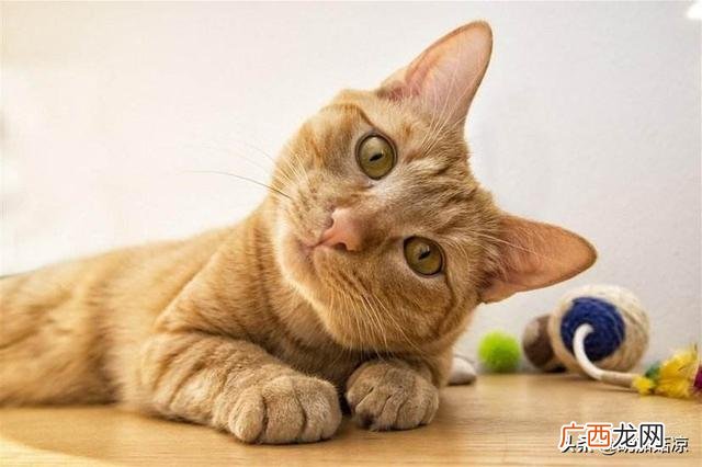 猫咪老是流鼻涕怎么办,猫咪流鼻涕是怎么回事?