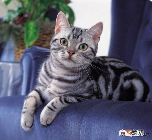 猫咪老是流鼻涕怎么办,猫咪流鼻涕是怎么回事?