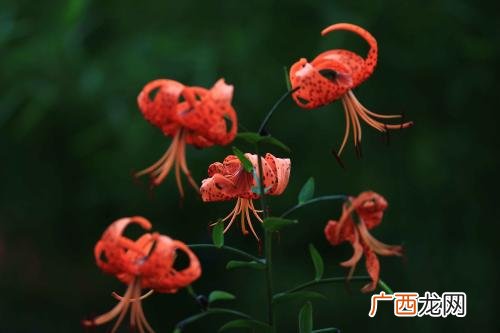 8月都有什么花开放,十二月十二种花，分别是什么花？