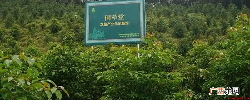 中国第一株富含龙脑的野生植物樟科绿色植物 龙脑是什么东西