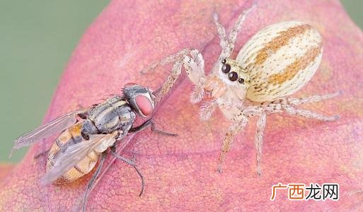 没虫子喂蜘蛛吃什么,储存大米放蜘蛛可以防止生虫吗?