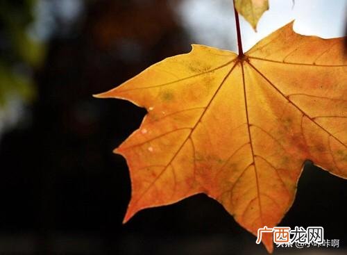 孩子蹒跚学步唯美句子,一叶知秋唯美句子?