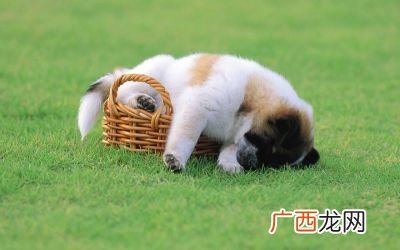 狗狗的寿命一般是多久,狗子能活多久？