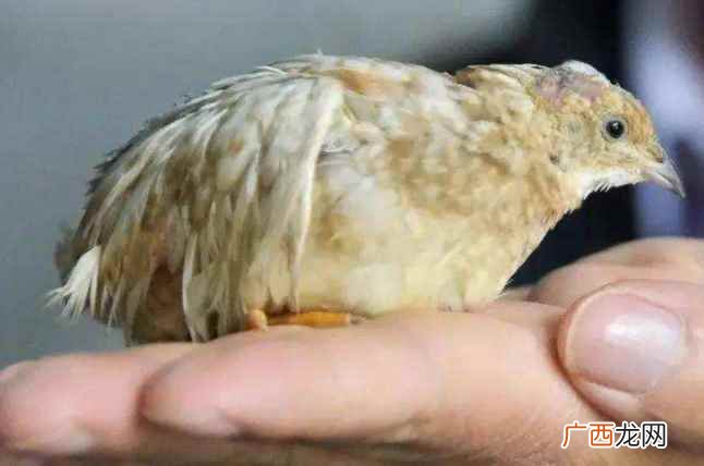 营养价值芦丁鸡肉味鲜美,肉质细白,口感细腻纯香 芦丁鸡能活多久