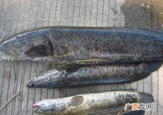 黑鱼和鲤鱼营养价值区别 适当的吃一些黑鱼补肾的作用 黑鱼和鲤鱼的区别