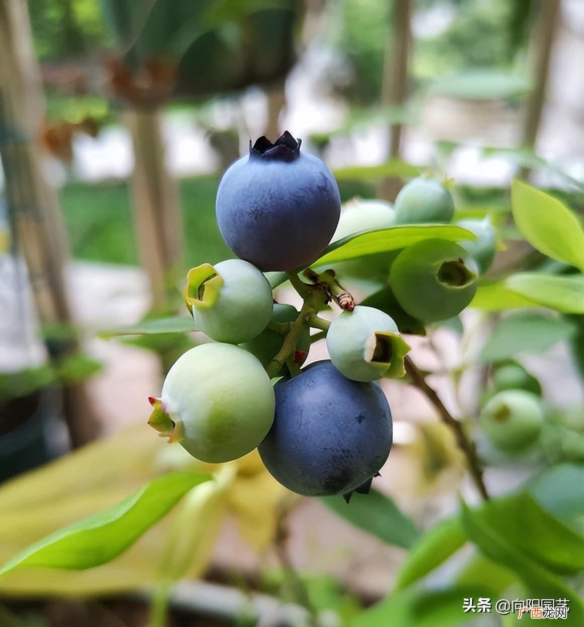 家里这样种植蓝莓盆栽才能结果多 蓝莓盆栽好养吗