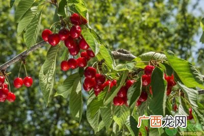 樱桃树的特点,樱桃树的公母怎么区别？
