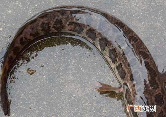 黑鱼和鲫鱼有什么不同 黑鱼和鲫鱼的区别