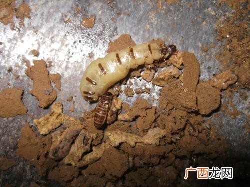 白蚁是什么样子,白蚁长什么样？
