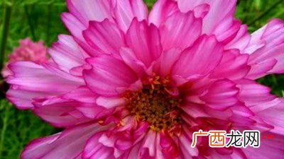 简略回应驾轻就熟,源于唐孙思邈《四言诗》,用于形容功夫做到了 炉火纯青是什么意思