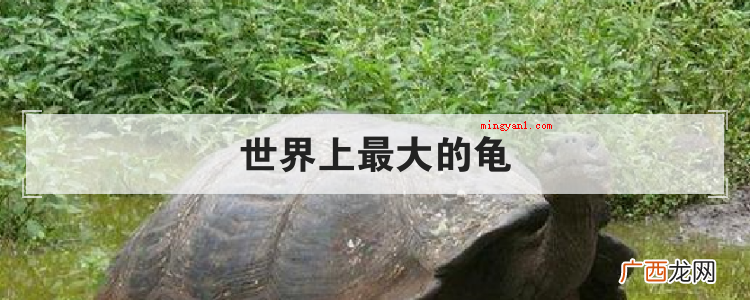 世界上最大的乌龟是加拉帕戈斯象龟,最高记录为6米,重约800 世界上最大的龟