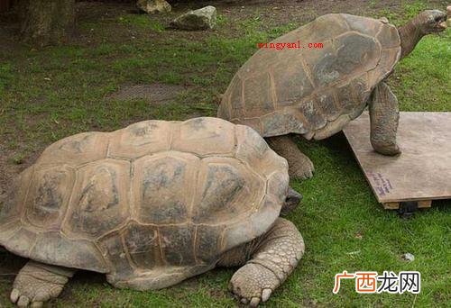 世界上最大的乌龟是加拉帕戈斯象龟,最高记录为6米,重约800 世界上最大的龟