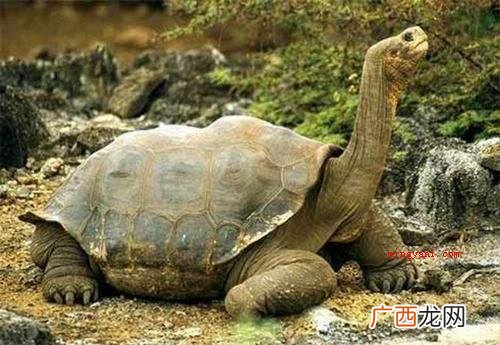 世界上最大的乌龟是加拉帕戈斯象龟,最高记录为6米,重约800 世界上最大的龟