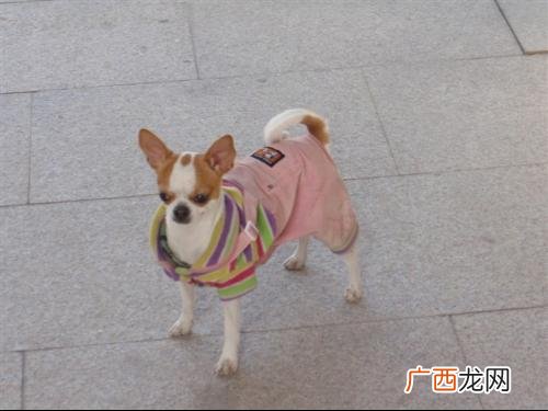 什么是迷你狗啊,韩国犬种大全？