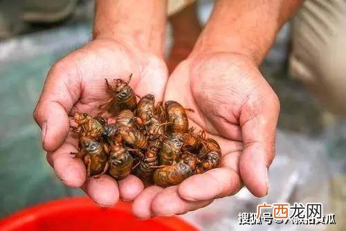 女性吃金蝉有什么好处,男方给女方送蝉什么意思啊？