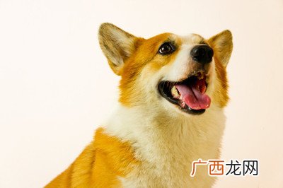 狗狗可以吃米饭吗,不能给狗狗们吃的食物，狗狗可以吃米饭吗？
