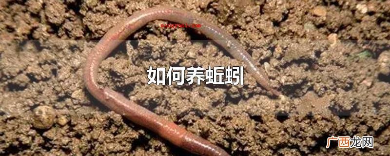 蚯蚓营养丰富,繁育快速,肉食性杂,被称作 如何养蚯蚓