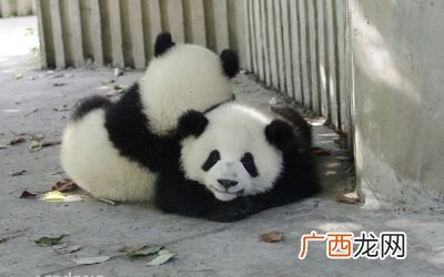 什么被誉为水中大熊猫,鳇鱼是大马哈鱼吗？