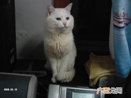为什么我家的小猫总是叫,猫大声叫是怎么回事？