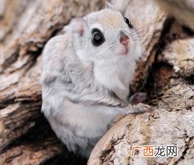 飞鼠是什么类的动物,飞鼠和寒号鸟有什么区别?