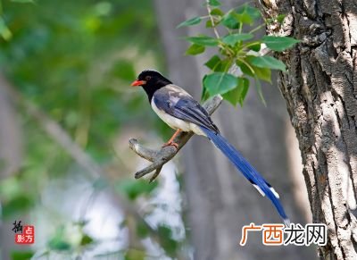 蓝桉什么意思,蓝桉已遇释魂鸟什么意思？