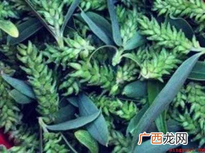 柳絮怎么做好吃