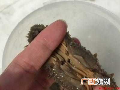 鲍汁怎么做