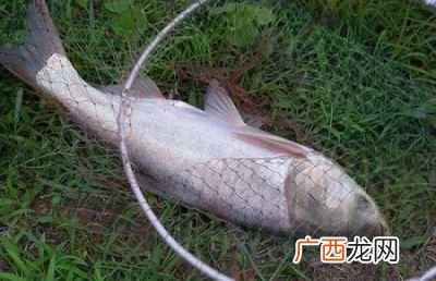 钓鲢鳙鱼饵料配方是什么,老鬼鲢鳙饵料配方？