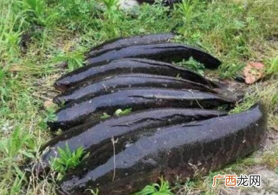 黑鱼和红鱼的区别