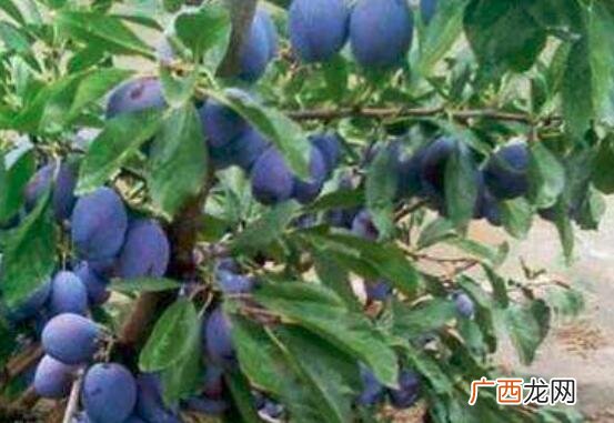 蓝西梅和红西梅营养价值区别 蓝西梅和红西梅的区别