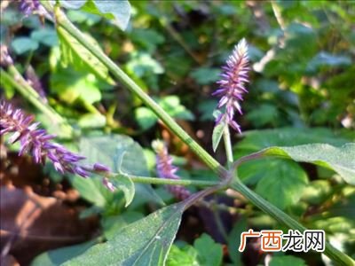 牛七和牛膝是一样的吗,牛膝种植技术及亩收益？