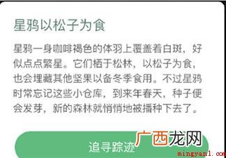 星鸦会像松鼠一样储存冬粮吗