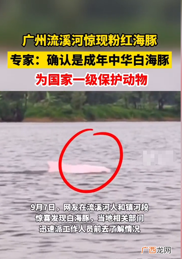 粉红色海豚属于一级保护动物吗 海豚是保护动物吗