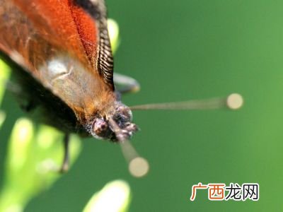 昆虫类有哪些动物,五种昆虫的形态？