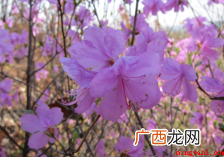 干枝杜鹃是国家二级保护植物吗