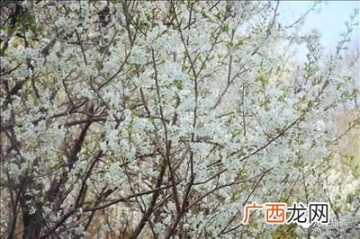 池塘生春草园枊变鸣禽的意思,“明月照积雪，平畴交远风”的解释，字面意义和引申意义？