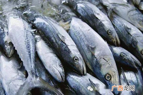 马鲛鱼又叫什么鱼,马鲛鱼是在海鲜？