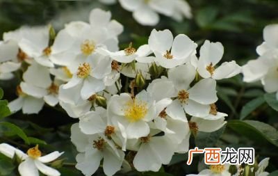 什么是茶蘼花,荼蘼花文案？