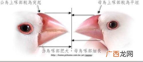 灰文鸟怎么分公母,北灰鹟公母怎么分？