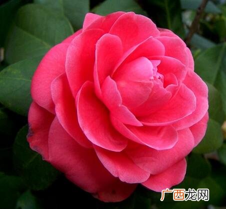 重庆市市花为什么是茶花,山茶是哪个市的市花？