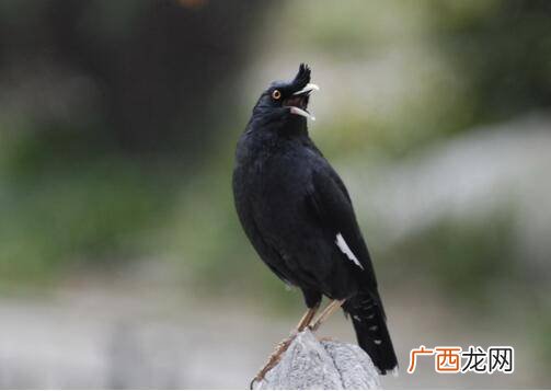 怎么养八哥 八哥鸟怎么饲养,八哥怎么养？