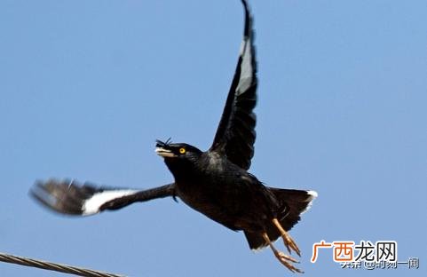 怎么养八哥 八哥鸟怎么饲养,八哥怎么养？