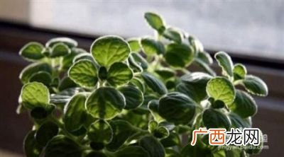 钱多多植物的养殖方法,多多买菜自提点一个月赚多少钱？